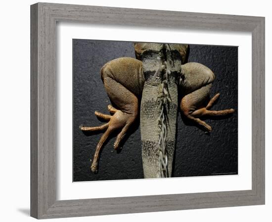 Shabango, an 8-Year-Old Iguana-Carolyn Kaster-Framed Photographic Print