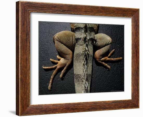 Shabango, an 8-Year-Old Iguana-Carolyn Kaster-Framed Photographic Print