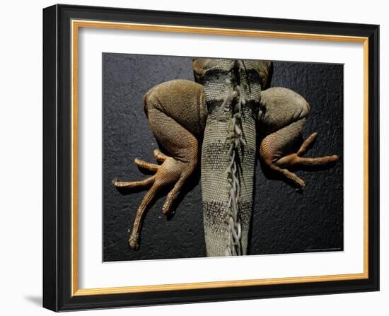 Shabango, an 8-Year-Old Iguana-Carolyn Kaster-Framed Photographic Print