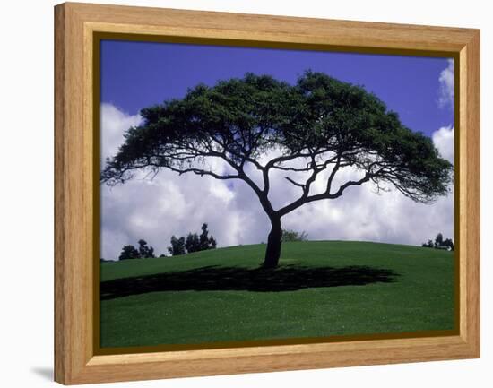 Shade Tree on Grassy Hill-Chris Rogers-Framed Premier Image Canvas