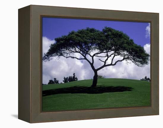 Shade Tree on Grassy Hill-Chris Rogers-Framed Premier Image Canvas