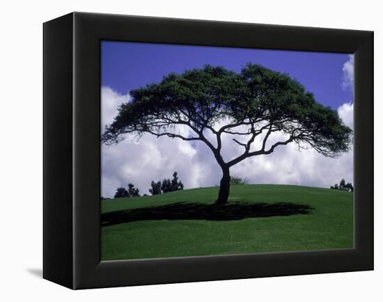 Shade Tree on Grassy Hill-Chris Rogers-Framed Premier Image Canvas