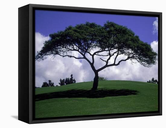 Shade Tree on Grassy Hill-Chris Rogers-Framed Premier Image Canvas