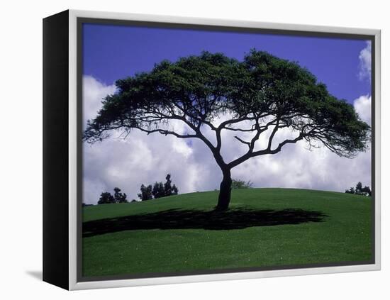 Shade Tree on Grassy Hill-Chris Rogers-Framed Premier Image Canvas