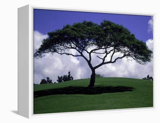 Shade Tree on Grassy Hill-Chris Rogers-Framed Premier Image Canvas