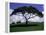 Shade Tree on Grassy Hill-Chris Rogers-Framed Premier Image Canvas