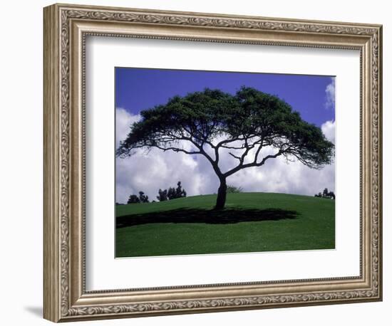 Shade Tree on Grassy Hill-Chris Rogers-Framed Photographic Print