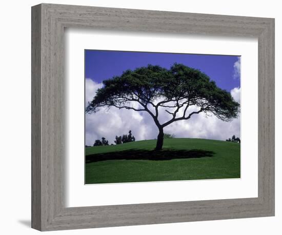 Shade Tree on Grassy Hill-Chris Rogers-Framed Photographic Print