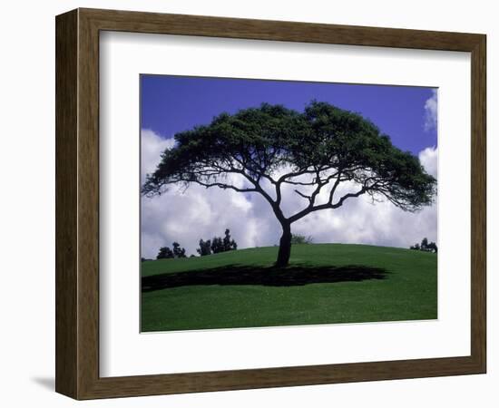 Shade Tree on Grassy Hill-Chris Rogers-Framed Photographic Print