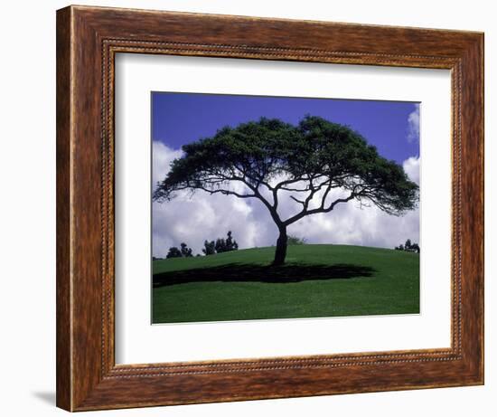 Shade Tree on Grassy Hill-Chris Rogers-Framed Photographic Print