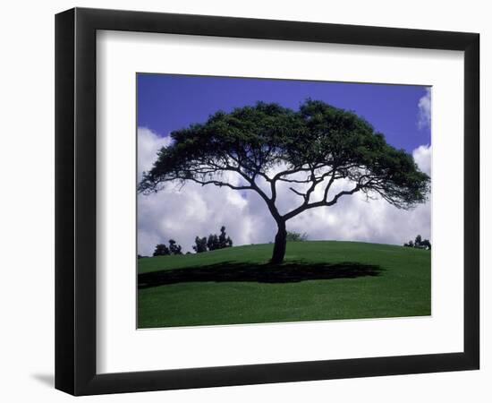 Shade Tree on Grassy Hill-Chris Rogers-Framed Photographic Print