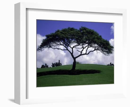 Shade Tree on Grassy Hill-Chris Rogers-Framed Photographic Print