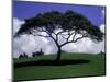 Shade Tree on Grassy Hill-Chris Rogers-Mounted Photographic Print