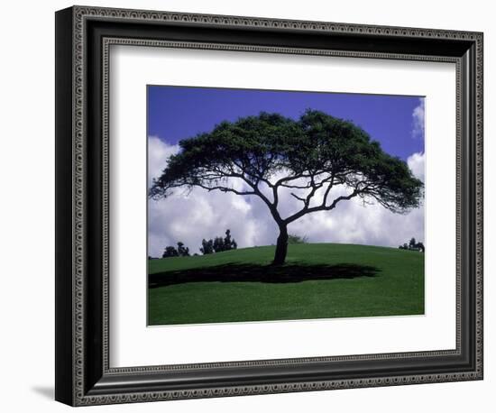 Shade Tree on Grassy Hill-Chris Rogers-Framed Photographic Print