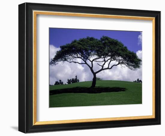 Shade Tree on Grassy Hill-Chris Rogers-Framed Photographic Print