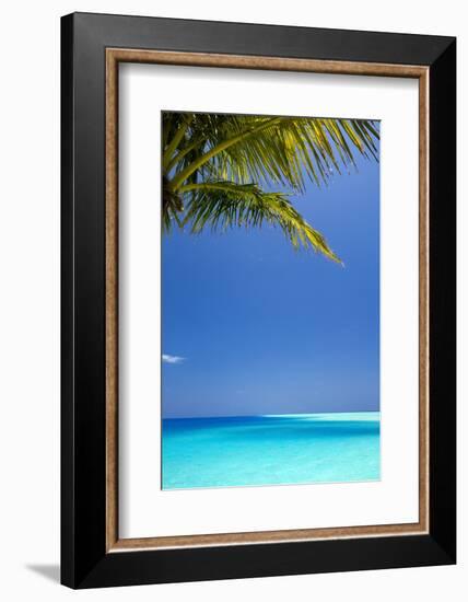 Shades of Blue and Palm Tree, Tropical Beach, Maldives, Indian Ocean, Asia-Sakis-Framed Photographic Print