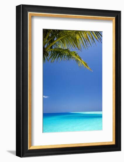 Shades of Blue and Palm Tree, Tropical Beach, Maldives, Indian Ocean, Asia-Sakis-Framed Photographic Print