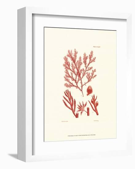 Shades of Coral IV-null-Framed Art Print