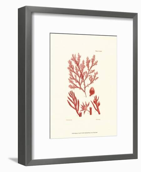 Shades of Coral IV-null-Framed Art Print