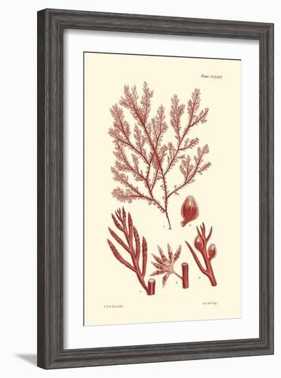 Shades of Coral IV-Vision Studio-Framed Art Print