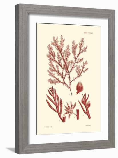 Shades of Coral IV-Vision Studio-Framed Art Print