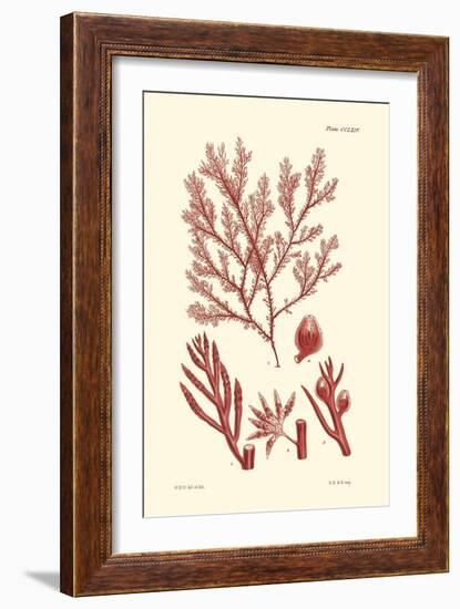 Shades of Coral IV-Vision Studio-Framed Art Print