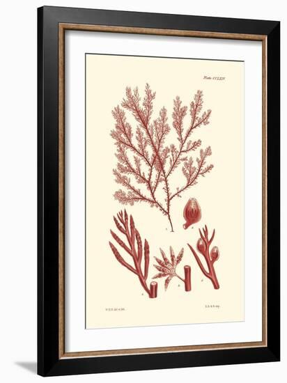 Shades of Coral IV-Vision Studio-Framed Art Print