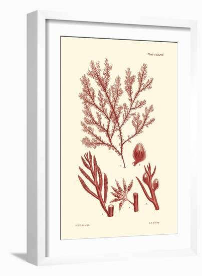 Shades of Coral IV-Vision Studio-Framed Art Print