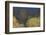 Shades of early Spring-Ken Archer-Framed Photographic Print