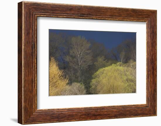 Shades of early Spring-Ken Archer-Framed Photographic Print