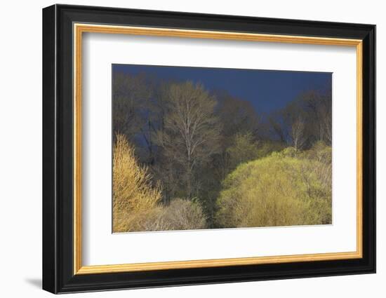 Shades of early Spring-Ken Archer-Framed Photographic Print