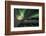 Shades of Green-Bragi Ingibergsson --Framed Photographic Print