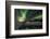 Shades of Green-Bragi Ingibergsson --Framed Photographic Print