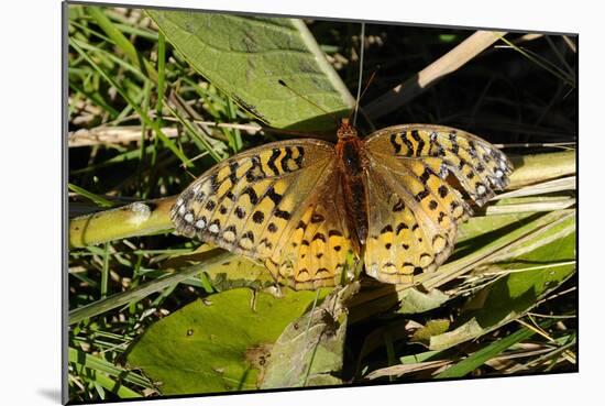 Shades of Nature 55-Gordon Semmens-Mounted Photographic Print