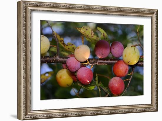 Shades of Nature 59-Gordon Semmens-Framed Photographic Print