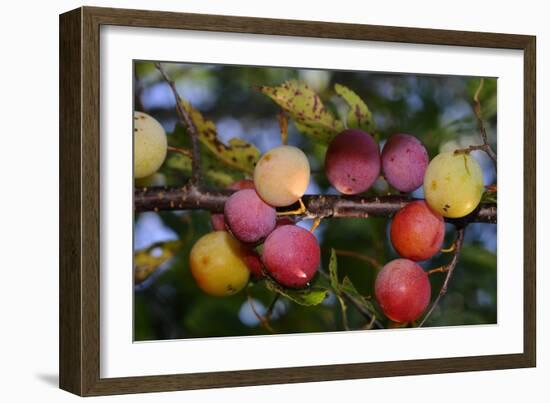 Shades of Nature 59-Gordon Semmens-Framed Photographic Print