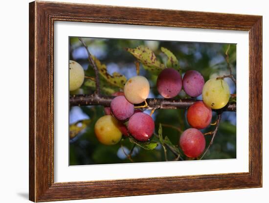 Shades of Nature 59-Gordon Semmens-Framed Photographic Print