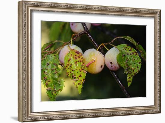 Shades of Nature 60-Gordon Semmens-Framed Photographic Print