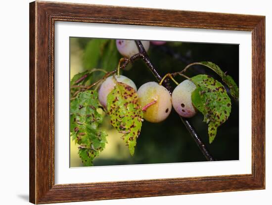 Shades of Nature 60-Gordon Semmens-Framed Photographic Print