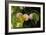 Shades of Nature 60-Gordon Semmens-Framed Photographic Print