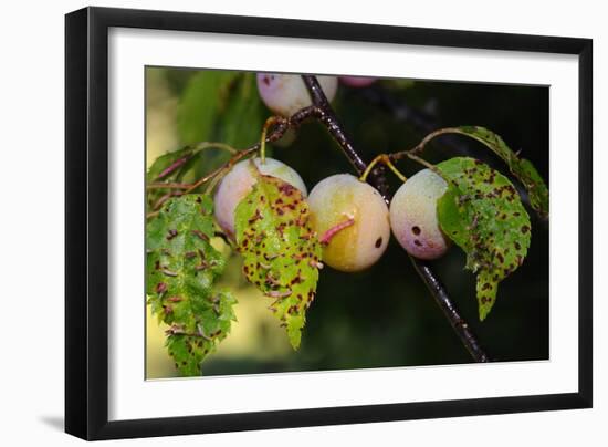 Shades of Nature 60-Gordon Semmens-Framed Photographic Print