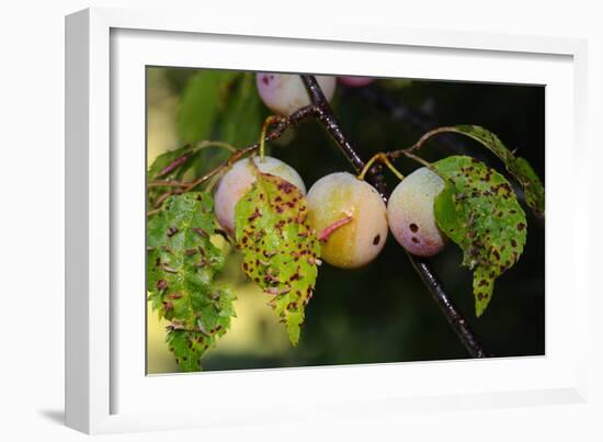 Shades of Nature 60-Gordon Semmens-Framed Photographic Print