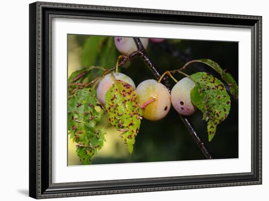 Shades of Nature 60-Gordon Semmens-Framed Photographic Print