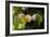 Shades of Nature 60-Gordon Semmens-Framed Photographic Print