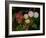 Shades of Nature 61-Gordon Semmens-Framed Photographic Print