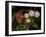 Shades of Nature 61-Gordon Semmens-Framed Photographic Print