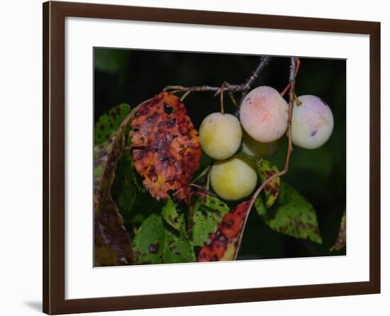 Shades of Nature 61-Gordon Semmens-Framed Photographic Print