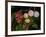 Shades of Nature 61-Gordon Semmens-Framed Photographic Print