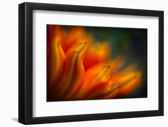 Shades of Orange-Ursula Abresch-Framed Photographic Print