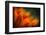 Shades of Orange-Ursula Abresch-Framed Photographic Print